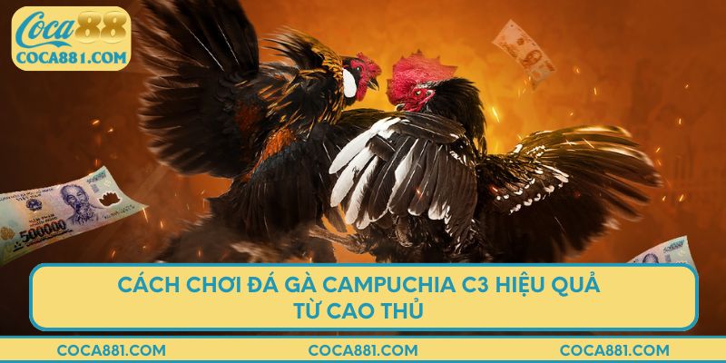 Cách chơi đá gà Campuchia C3 hiệu quả từ cao thủ