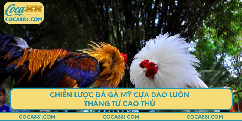 Chiến lược đá gà Mỹ cựa dao luôn thắng từ cao thủ